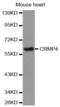 Dihydropyrimidinase Like 3 antibody, abx002113, Abbexa, Western Blot image 