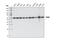 Pyruvate Kinase M1/2 antibody, 3190T, Cell Signaling Technology, Western Blot image 