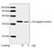 His tag antibody, LS-C51494, Lifespan Biosciences, Western Blot image 