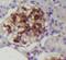 CLDN5 antibody, FNab09967, FineTest, Immunohistochemistry frozen image 