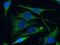 Complement C1q Binding Protein antibody, GTX02052, GeneTex, Immunofluorescence image 