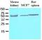 CASP8 And FADD Like Apoptosis Regulator antibody, GTX53717, GeneTex, Western Blot image 