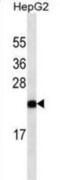 Glucagon antibody, abx025307, Abbexa, Western Blot image 