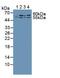 Malic Enzyme 2 antibody, abx130449, Abbexa, Western Blot image 