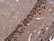 CUGBP Elav-Like Family Member 2 antibody, PA5-30401, Invitrogen Antibodies, Immunohistochemistry frozen image 