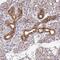 Folliculin-interacting protein 2 antibody, NBP1-93724, Novus Biologicals, Immunohistochemistry paraffin image 