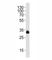 Ribosomal Protein S6 antibody, F40577-0.4ML, NSJ Bioreagents, Immunohistochemistry frozen image 