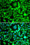 BH3-Like Motif Containing, Cell Death Inducer antibody, 22-828, ProSci, Immunofluorescence image 