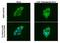 Autophagy Related 12 antibody, NBP2-43752, Novus Biologicals, Immunofluorescence image 