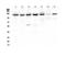 Poly(ADP-Ribose) Polymerase 1 antibody, LS-C357508, Lifespan Biosciences, Western Blot image 