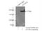 Terminal Uridylyl Transferase 7 antibody, 25196-1-AP, Proteintech Group, Immunoprecipitation image 