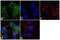 Somatostatin Receptor 2 antibody, 711091, Invitrogen Antibodies, Immunofluorescence image 