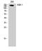 Mitogen-Activated Protein Kinase Kinase Kinase 5 antibody, A00929, Boster Biological Technology, Western Blot image 