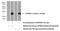 G-protein-signaling modulator 3 antibody, 11470-1-AP, Proteintech Group, Western Blot image 