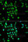 Proteasome 26S Subunit, ATPase 5 antibody, A1538, ABclonal Technology, Immunofluorescence image 