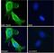 Triggering Receptor Expressed On Myeloid Cells 2 antibody, NBP1-44067, Novus Biologicals, Immunocytochemistry image 