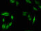 MutS Homolog 4 antibody, A62986-100, Epigentek, Immunofluorescence image 