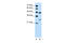 Claudin 18 antibody, 29-572, ProSci, Western Blot image 