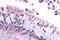 Olfactory receptor 8G2 antibody, NLS4354, Novus Biologicals, Immunohistochemistry paraffin image 