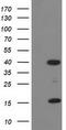 PDZ And LIM Domain 2 antibody, TA502751S, Origene, Western Blot image 