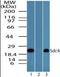 Syndecan 4 antibody, orb95740, Biorbyt, Western Blot image 