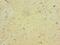 Fibroblast Growth Factor 9 antibody, LS-C375726, Lifespan Biosciences, Immunohistochemistry paraffin image 