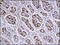 Defensin Beta 1 antibody, 251532, Abbiotec, Immunohistochemistry paraffin image 