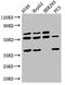 TATA-Box Binding Protein Associated Factor, RNA Polymerase I Subunit A antibody, CSB-PA614895LA01HU, Cusabio, Western Blot image 