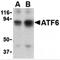 Activating Transcription Factor 6 antibody, MBS150934, MyBioSource, Western Blot image 