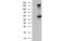 EGF Containing Fibulin Extracellular Matrix Protein 1 antibody, MBS831151, MyBioSource, Western Blot image 