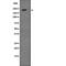 Tight Junction Protein 1 antibody, abx218993, Abbexa, Western Blot image 