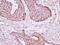 Acyl-CoA Thioesterase 9 antibody, PA5-30476, Invitrogen Antibodies, Immunohistochemistry frozen image 