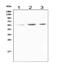 TNF receptor-associated factor 2 antibody, PA2007, Boster Biological Technology, Western Blot image 