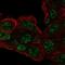 RCC1 And BTB Domain Containing Protein 1 antibody, NBP2-58358, Novus Biologicals, Immunofluorescence image 