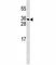 Platelet-derived growth factor C antibody, F40106-0.4ML, NSJ Bioreagents, Western Blot image 