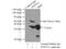 Phosphatidylinositol Transfer Protein Alpha antibody, 16613-1-AP, Proteintech Group, Immunoprecipitation image 