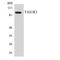 Taste 1 Receptor Member 3 antibody, LS-C200748, Lifespan Biosciences, Western Blot image 