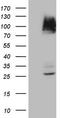 Inhibitor Of Nuclear Factor Kappa B Kinase Subunit Epsilon antibody, LS-C799817, Lifespan Biosciences, Western Blot image 