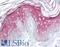 Axin 1 antibody, LS-B6982, Lifespan Biosciences, Immunohistochemistry frozen image 