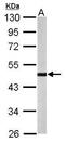 Serine/Threonine Kinase 32B antibody, GTX107555, GeneTex, Western Blot image 