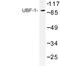 Autoantigen NOR-90 antibody, LS-C176737, Lifespan Biosciences, Western Blot image 