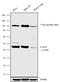 C-C chemokine receptor type 10 antibody, 720308, Invitrogen Antibodies, Western Blot image 