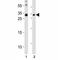 Oligodendrocyte Transcription Factor 3 antibody, F53071-0.4ML, NSJ Bioreagents, Western Blot image 