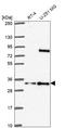 Family With Sequence Similarity 92 Member A antibody, HPA058942, Atlas Antibodies, Western Blot image 