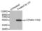 Ephrin B2 antibody, LS-C335980, Lifespan Biosciences, Western Blot image 