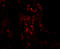 TNF Alpha Induced Protein 3 antibody, 5145, ProSci, Immunofluorescence image 