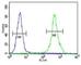 Zinc Finger E-Box Binding Homeobox 2 antibody, F41913-0.4ML, NSJ Bioreagents, Western Blot image 