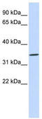 Blood group Rh(CE) polypeptide antibody, TA344172, Origene, Western Blot image 