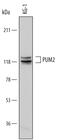Pumilio RNA Binding Family Member 2 antibody, MAB7415, R&D Systems, Western Blot image 
