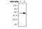 Fibrinogen Alpha Chain antibody, NBP2-11515, Novus Biologicals, Western Blot image 